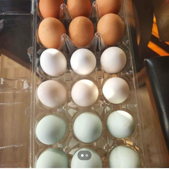 Farm Fresh Eggs 🥚 🪺