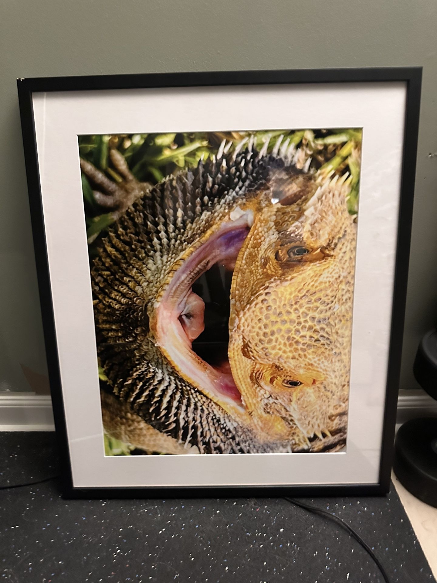 Beared Dragon Photo