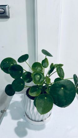 Chinese Money Plant