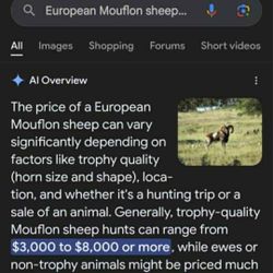 European Mouflon Mount 