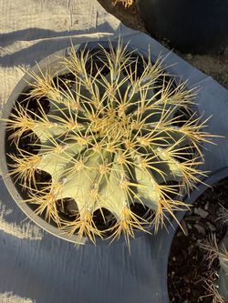 Blue Barrel Cactus