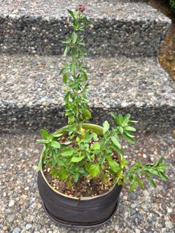 Salvia hot lips - $10
