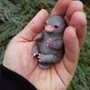 Antonio