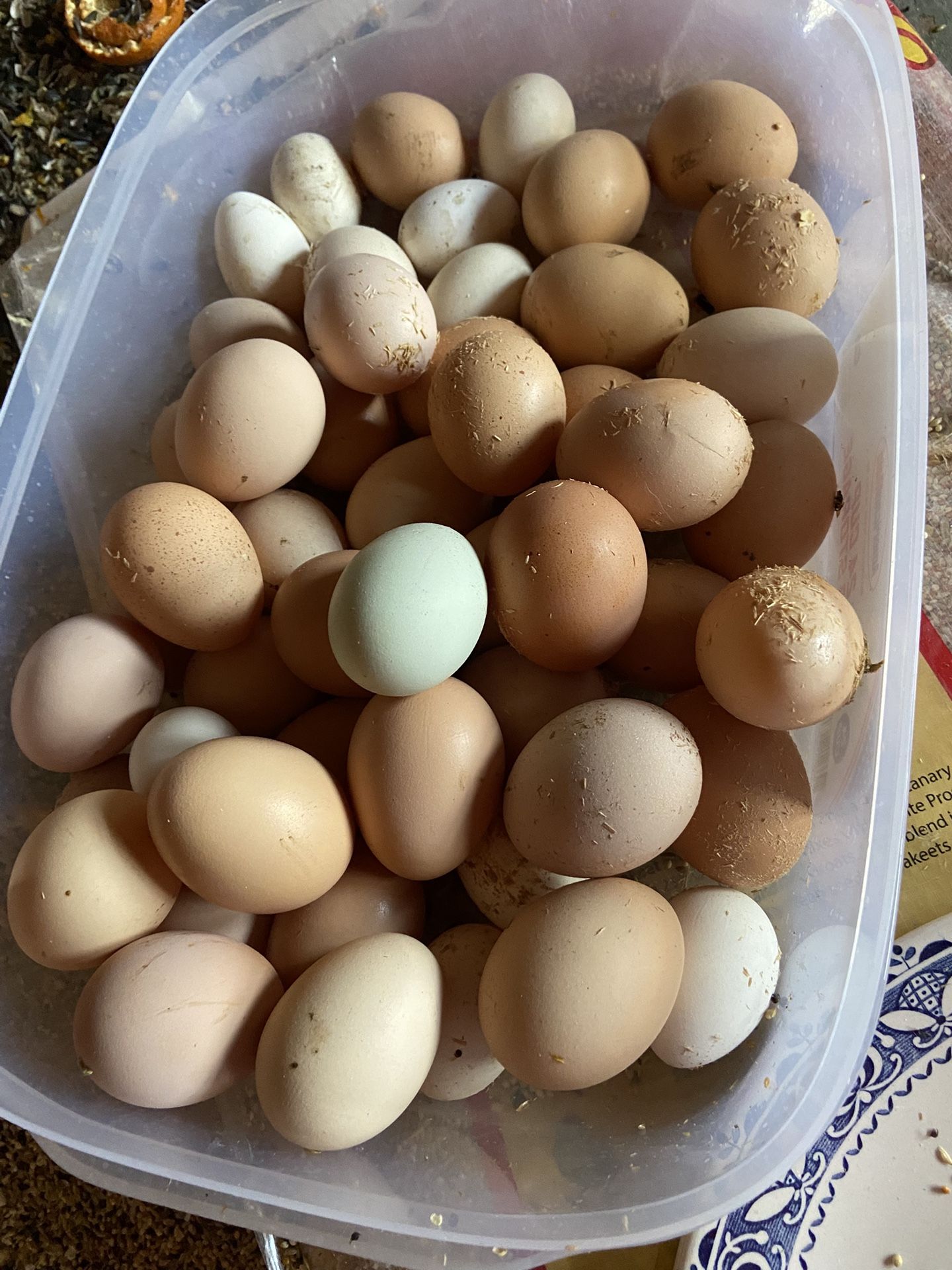 Fresh Organic Eggs