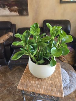 Pepperomia Plant in new 8in wide pot