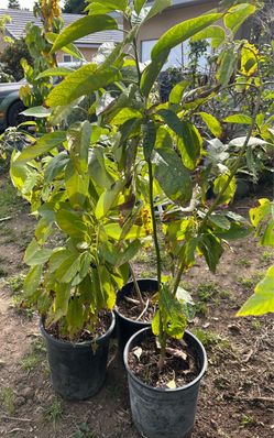 / Avocado Tree 🥑 Arbol De Aguacate