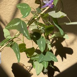 Passiflora colinvauxi Aka Butterfly Plant 