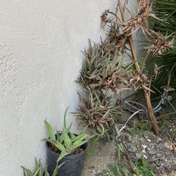 Free: Baby Agaves To A Good Home