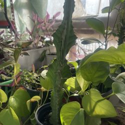 Zigzag Milk tree Plant 🪴