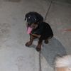 NeNa