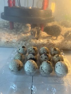 Fresh Quail Eggs (hatching) 