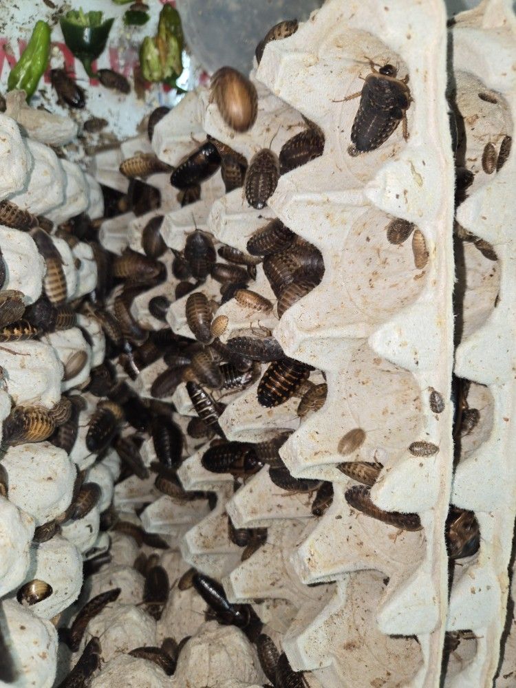 Dubia Roaches. Organic. All Sizes