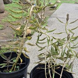 Mother Of Thousands 5 Gal.