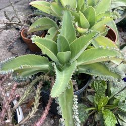 Kalanchoe Plants Mother Of Thousands 