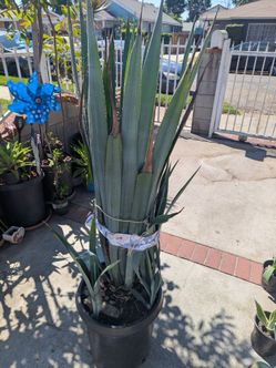 Agave plant