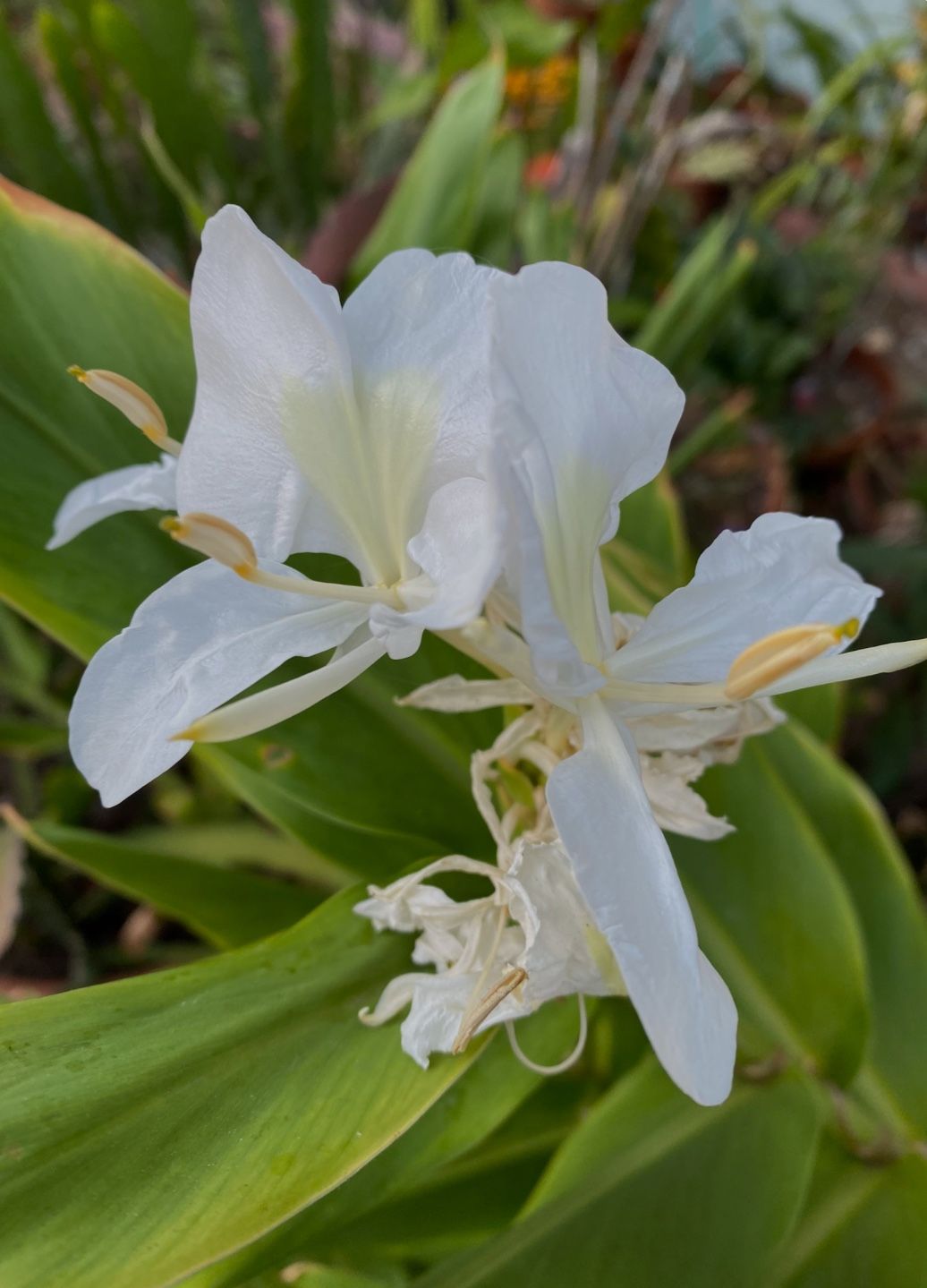 White Ginger Lily / Mariposa / Butterfly Jasmine