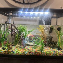 SPENT OVER $200 - Aquarium (10 Gallons) and supplies For beginners