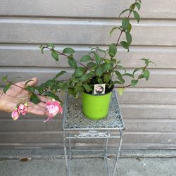 Fucshia Plant South Gate In One Gallon Pot