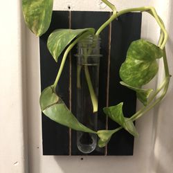 Wall Plant Holder 