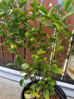 Lemon tree
