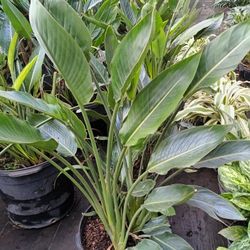 Orange BirdOfParadise Plants 7gl $45🧡