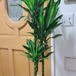 Beautiful Cinthos Dracaena Plants