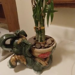 Bamboo Elephant Plant 