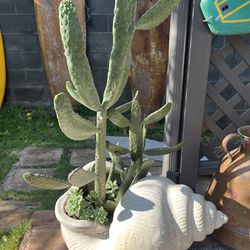 Super cool cactus plant in a ceramic pot
