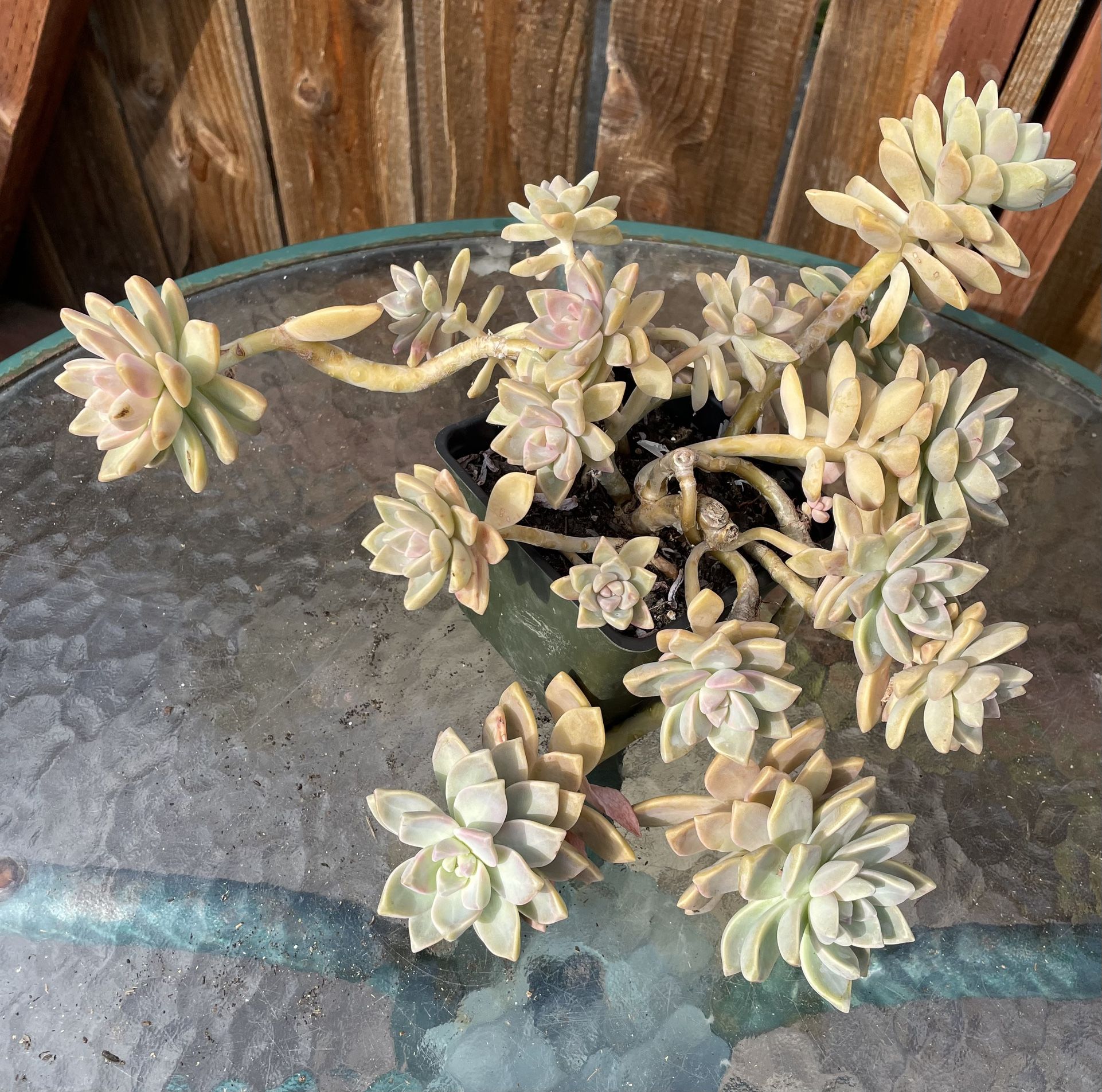 Qhost Plant. Succulent