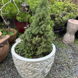 Lots Of Plants Small 30 Med 40 Large 70