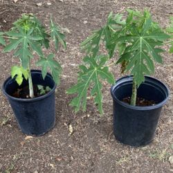 Papaya Tree