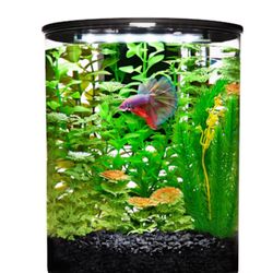 Beta Tank Aquarium
