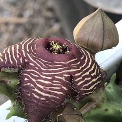 Stropelia Floriando
