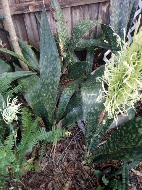 Snake Plants