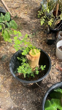 Moringa/malunggay tree