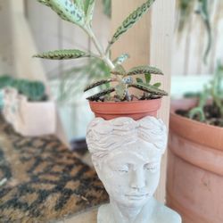 Mother Of Thousands Plant