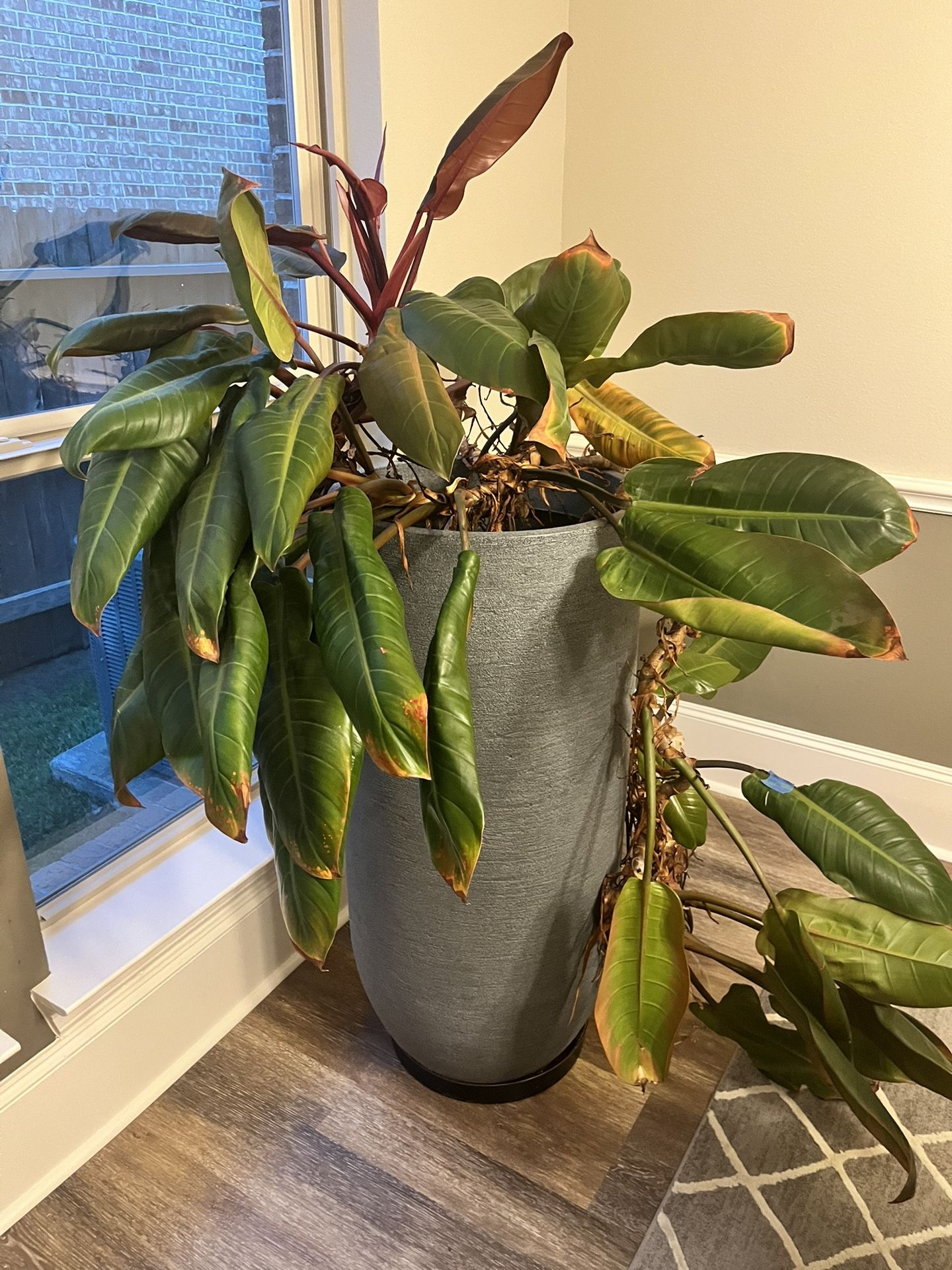 Huge Philodendron Prince Of Orange Plant With Large Pot Planter