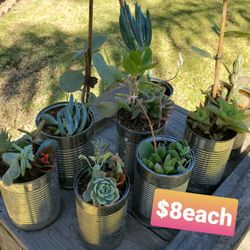 Suculent In Pots