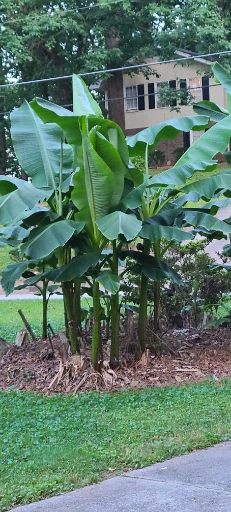 FREE BANANA TREE( BULBS )WITH ROOTS