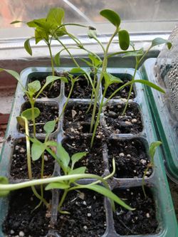 Seedlings, random, peppers or sunflowers