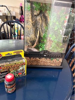 Reptile  terrarium