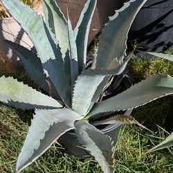 Plant