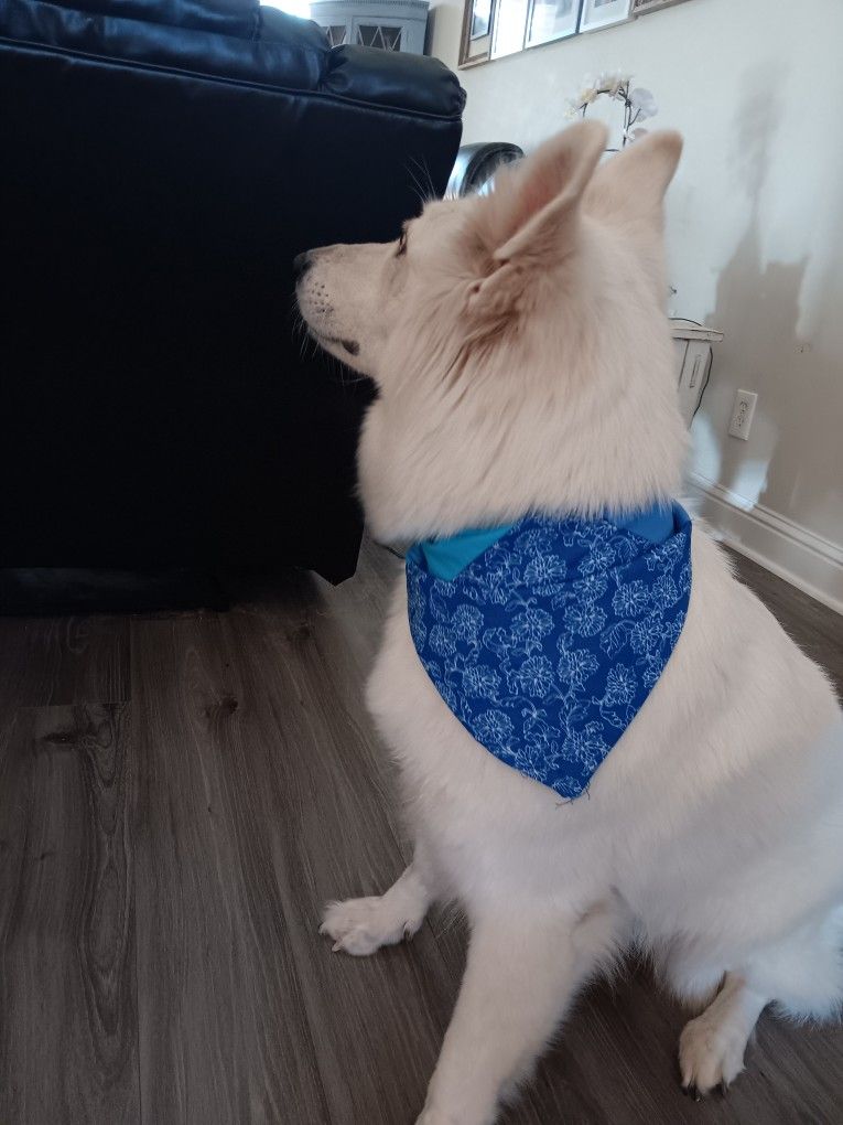 Dog Bandanas 🐶🐾