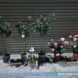  Red  Rose Trees (3) Pink Rose Bushes, Orchid(1)