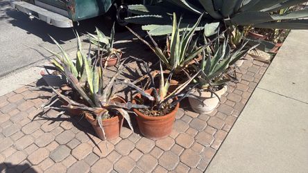 Potted Agave Plants – Set of 8