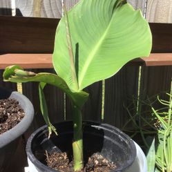 Red canna Lilly