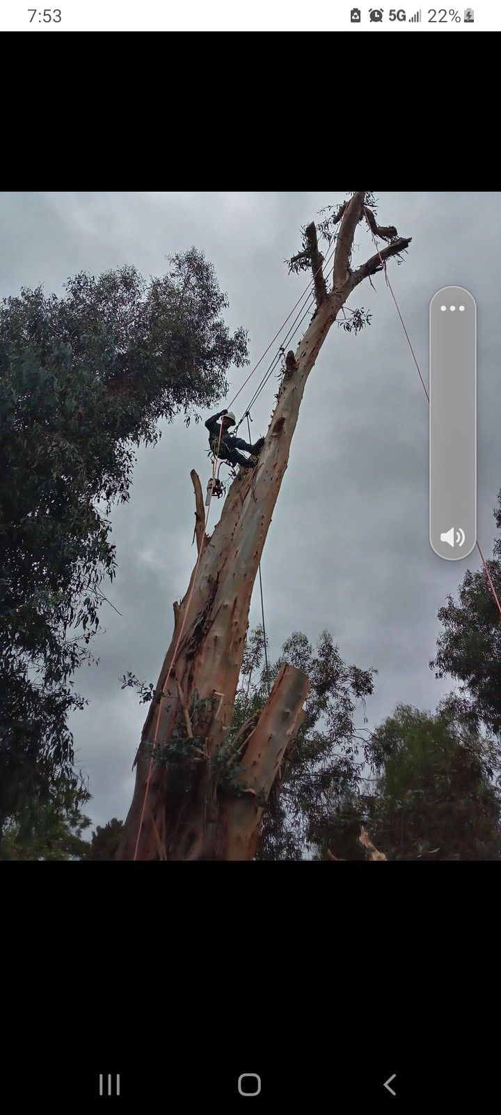 Eucalyptus