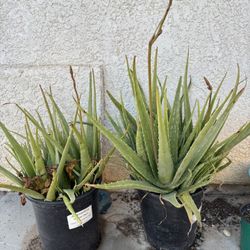 Large Aloe Vera Plant