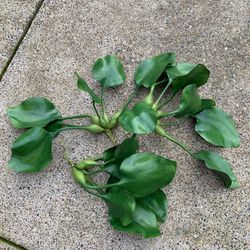 Water Hyacinth Leaf Plant (fake)