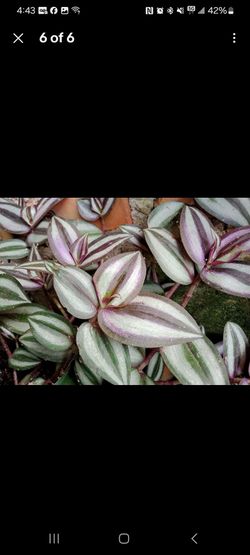 🌿 Tradescantia Zebrina (Wandering Jew / Inch Plant) Cuttings 🌿

Beautiful, fast-growing houseplant cuttings available! Each cutting is about 7 inche